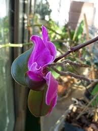 Flower Seeds, Seeds,Seeds For Planting,Plant Seeds