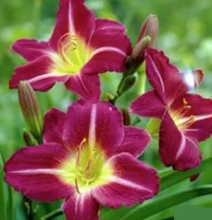 Flower Seeds, Seeds,Seeds For Planting,Plant Seeds