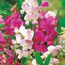 Flower Seeds, Seeds,Seeds For Planting,Plant Seeds