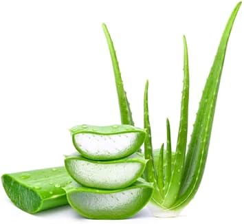 Aloe Vera Plant Seeds for Planting – Heirloom, Non-GMO Medicinal Succulent for Skincare & Home Remedies