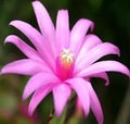 Light Pink Zygocactus Truncatus Seeds – Heirloom, Non-GMO, Premium Quality