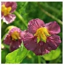 Flower Seeds, Seeds,Seeds For Planting,Plant Seeds