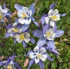 Flower Seeds, Seeds,Seeds For Planting,Plant Seeds