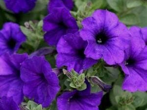 Dark Green Geranium Seeds – Heirloom Long Bloom – Earthechoseeds