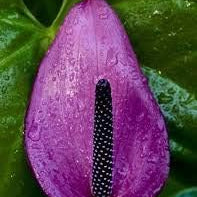 Flower Seeds, Seeds,Seeds For Planting,Plant Seeds