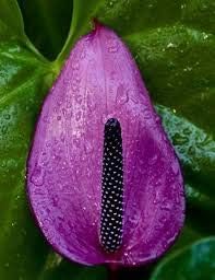 Flower Seeds, Seeds,Seeds For Planting,Plant Seeds