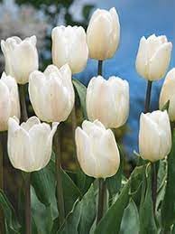 Flower Seeds, Seeds,Seeds For Planting,Plant Seeds