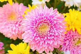 Yellow Pink Chrysanthemum Flower Seeds for Planting – Heirloom, Non-GMO, High Germination Organic Garden Seeds