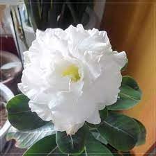 Flower Seeds, Seeds,Seeds For Planting,Plant Seeds