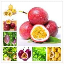 Fruit Seeds,Garden seeds, Seeds For Planting,Plant Seeds