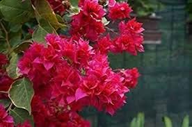 Flower Seeds, Seeds,Seeds For Planting,Plant Seeds