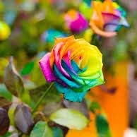 Flower Seeds, Seeds,Seeds For Planting,Plant Seeds