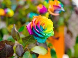 Flower Seeds, Seeds,Seeds For Planting,Plant Seeds