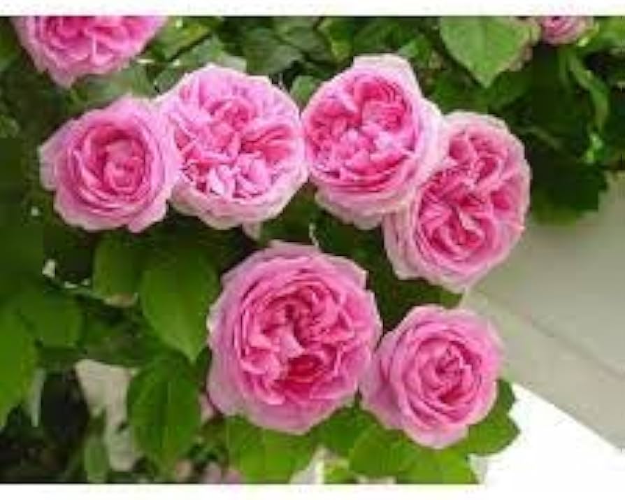 Pink Damask Flower Seeds for Planting – Heirloom, Fragrant, Non-GMO Blooms