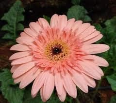 Flower Seeds, Seeds,Seeds For Planting,Plant Seeds