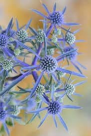 Flower Seeds, Seeds,Seeds For Planting,Plant Seeds