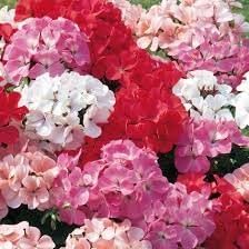 Flower Seeds, Seeds,Seeds For Planting,Plant Seeds