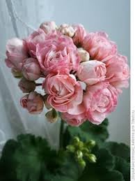 Flower Seeds, Seeds,Seeds For Planting,Plant Seeds