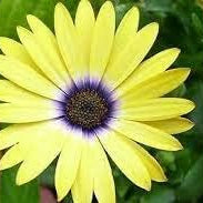 Flower Seeds, Seeds,Seeds For Planting,Plant Seeds