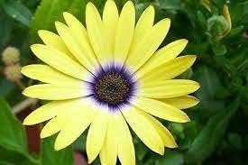 Flower Seeds, Seeds,Seeds For Planting,Plant Seeds
