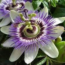 Flower Seeds, Seeds,Seeds For Planting,Plant Seeds