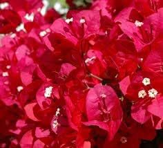 Flower Seeds, Seeds,Seeds For Planting,Plant Seeds