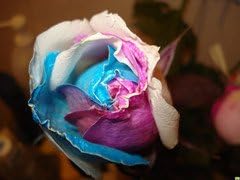 Flower Seeds, Seeds,Seeds For Planting,Plant Seeds