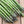 Vegetable Seeds,Garden seeds, Seeds For Planting,Plant Seeds