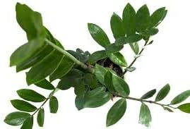 Flower Seeds, Seeds,Seeds For Planting,Plant Seeds