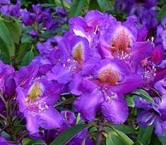 Flower Seeds, Seeds,Seeds For Planting,Plant Seeds