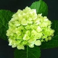 Flower Seeds, Seeds,Seeds For Planting,Plant Seeds