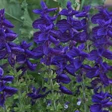 Flower Seeds, Seeds,Seeds For Planting,Plant Seeds