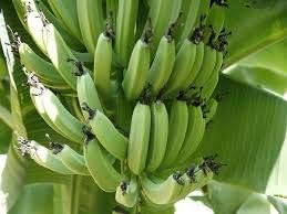 Fruit Seeds,Garden seeds, Seeds For Planting,Plant Seeds