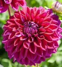 Flower Seeds, Seeds,Seeds For Planting,Plant Seeds