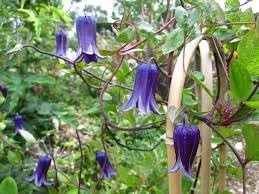 Flower Seeds, Seeds,Seeds For Planting,Plant Seeds