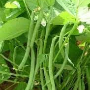 Vegetable Seeds,Garden seeds, Seeds For Planting,Plant Seeds