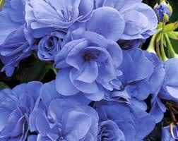 Flower Seeds, Seeds,Seeds For Planting,Plant Seeds