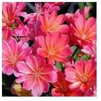 Lewisia Cotyledon Flower Seeds for Planting – Perennial Rock Garden Favorite, Colorful Blooms
