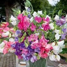 Flower Seeds, Seeds,Seeds For Planting,Plant Seeds