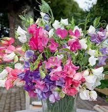 Flower Seeds, Seeds,Seeds For Planting,Plant Seeds