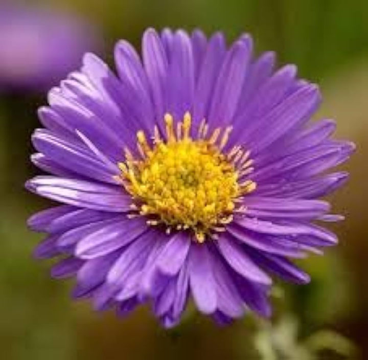 Violet Aster Flower Seeds for Planting – Heirloom, Non-GMO, High Germination Organic Garden Seeds