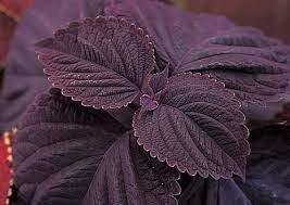 Flower Seeds, Seeds,Seeds For Planting,Plant Seeds