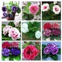 Flower Seeds, Seeds,Seeds For Planting,Plant Seeds