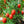 Fruit Seeds,Garden seeds, Seeds For Planting,Plant Seeds