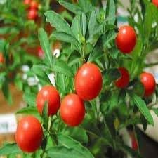 ashwagandha plant seeds Ashwagandha herb seeds for planting – Heirloom & Non-GMO garden seeds, – Earthechoseeds