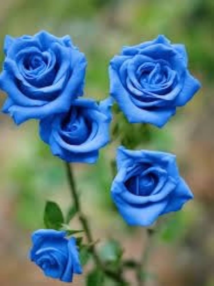 Sky Blue Unique Rose Flower Seeds for Planting – Heirloom, Non-GMO, Easy to Grow, High Germination