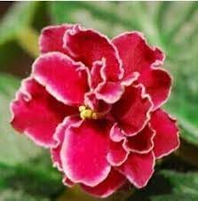 Flower Seeds, Seeds,Seeds For Planting,Plant Seeds