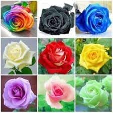 Flower Seeds, Seeds,Seeds For Planting,Plant Seeds