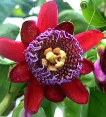 Flower Seeds, Seeds,Seeds For Planting,Plant Seeds