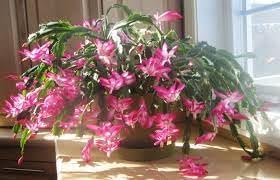 Flower Seeds, Seeds,Seeds For Planting,Plant Seeds